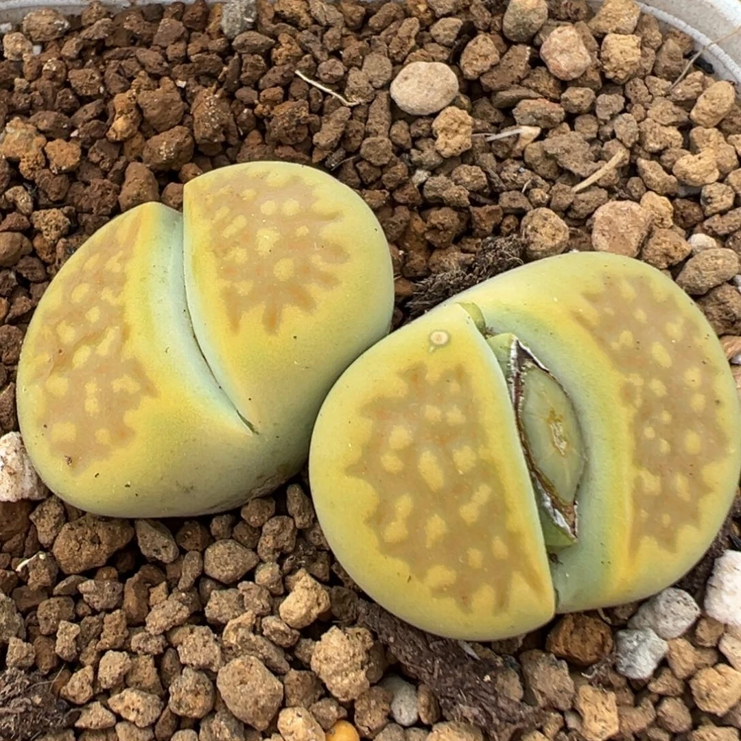 61多肉植物百科黄巴黎