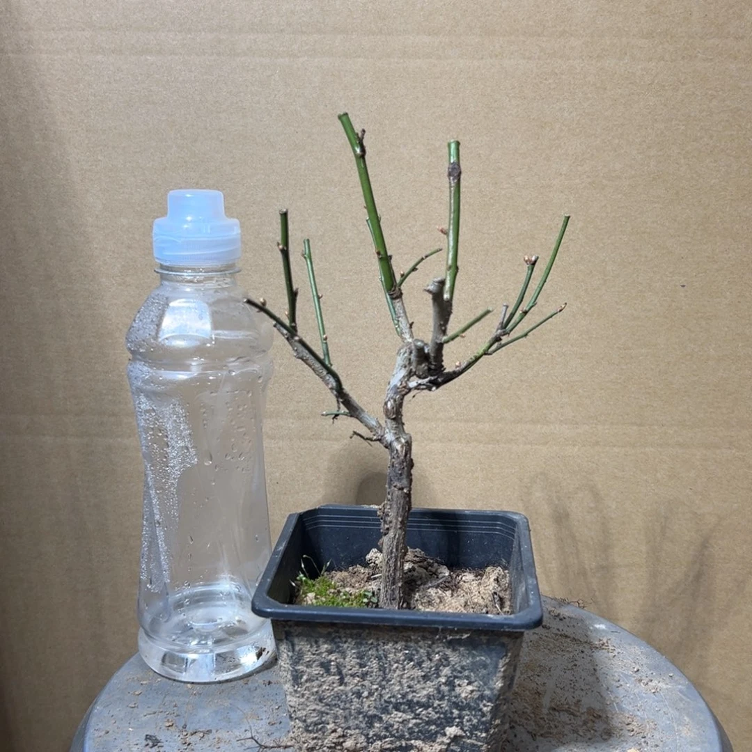 无花朵【18号原生龙游梅】原盆土发货