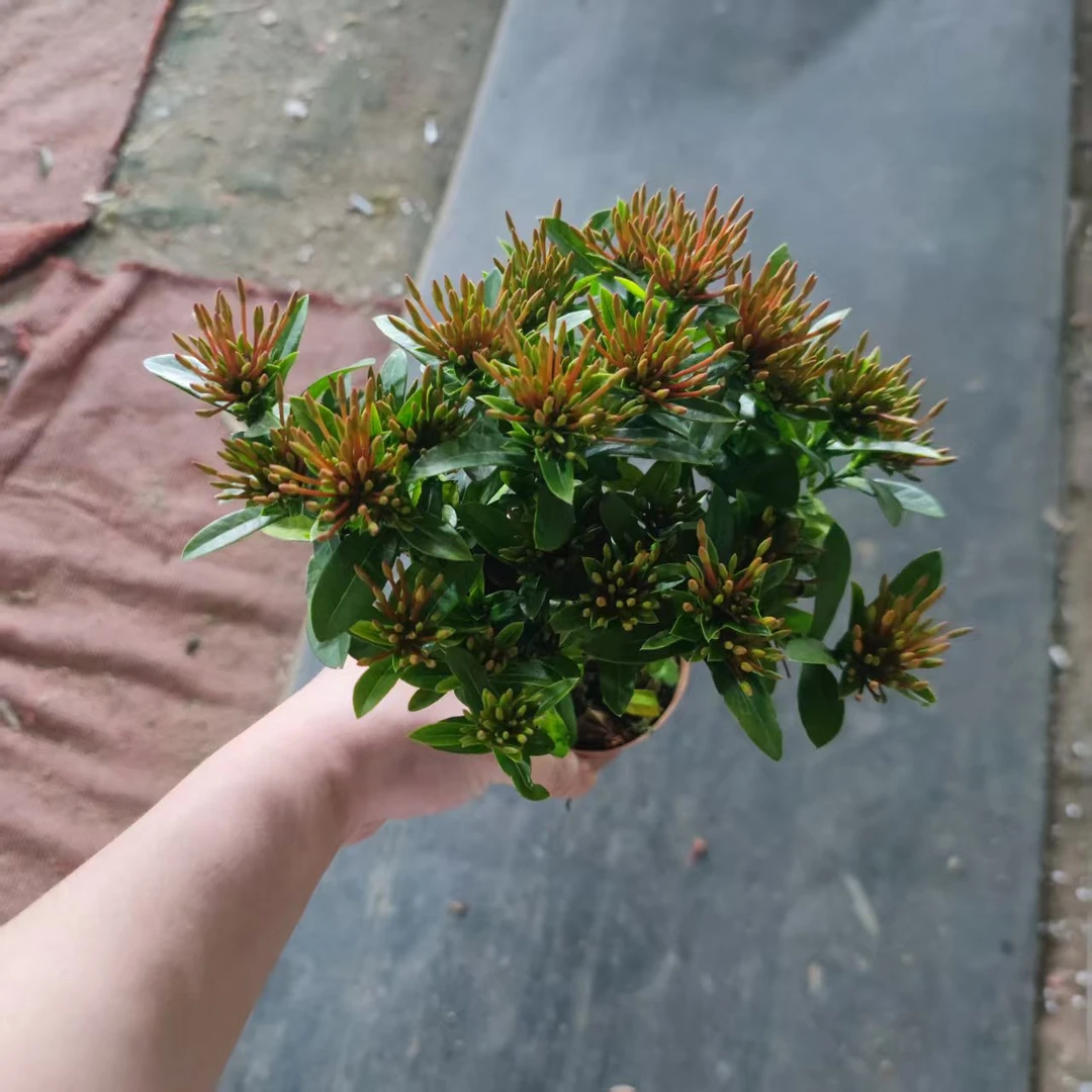 带花苞【小叶龙船花】开花好养懒人窗台阳台绿植盆栽