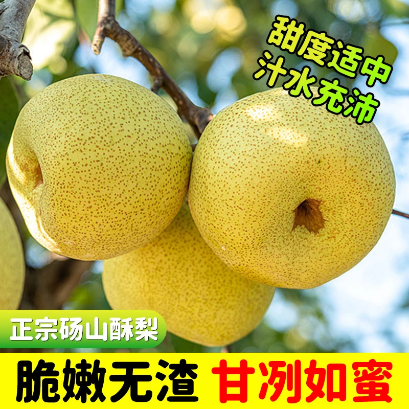 正宗砀山酥梨皮薄多汁老树梨当季新鲜水果梨子爆甜脆头茬自然熟