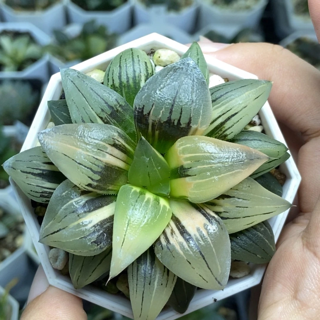 极上斑红纹寿锦一物一拍