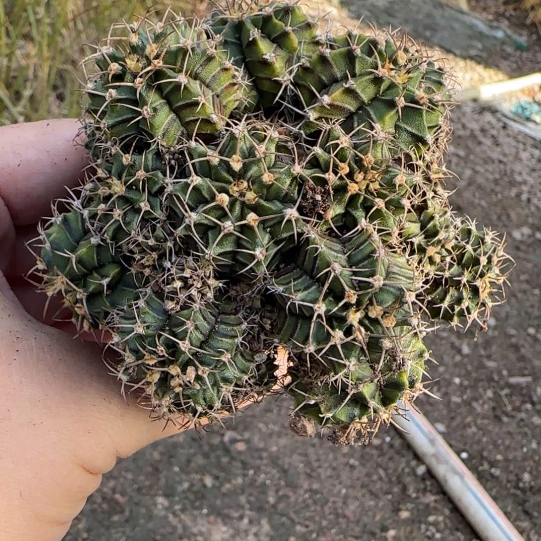 怕水的鱼 牡丹多头