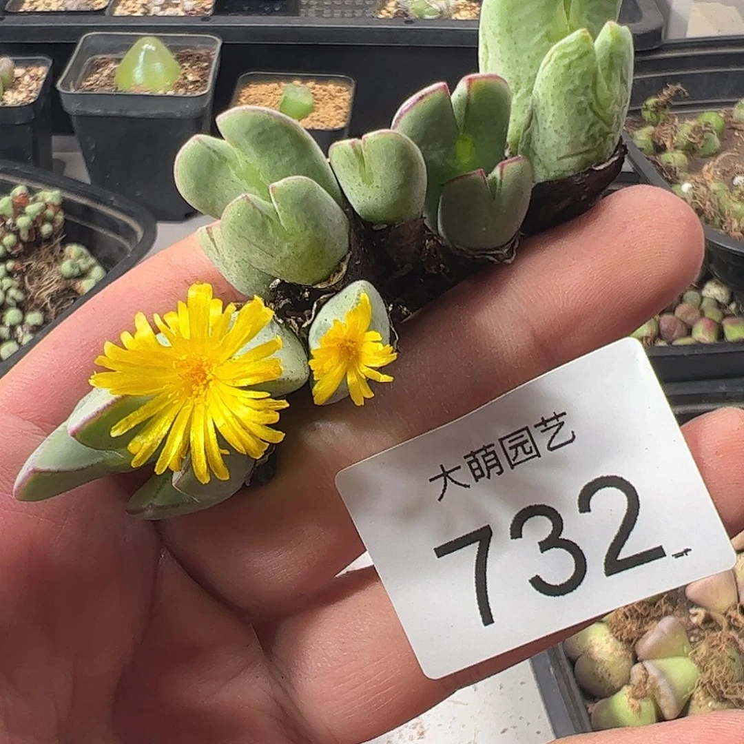 一物一拍脱土发。    732