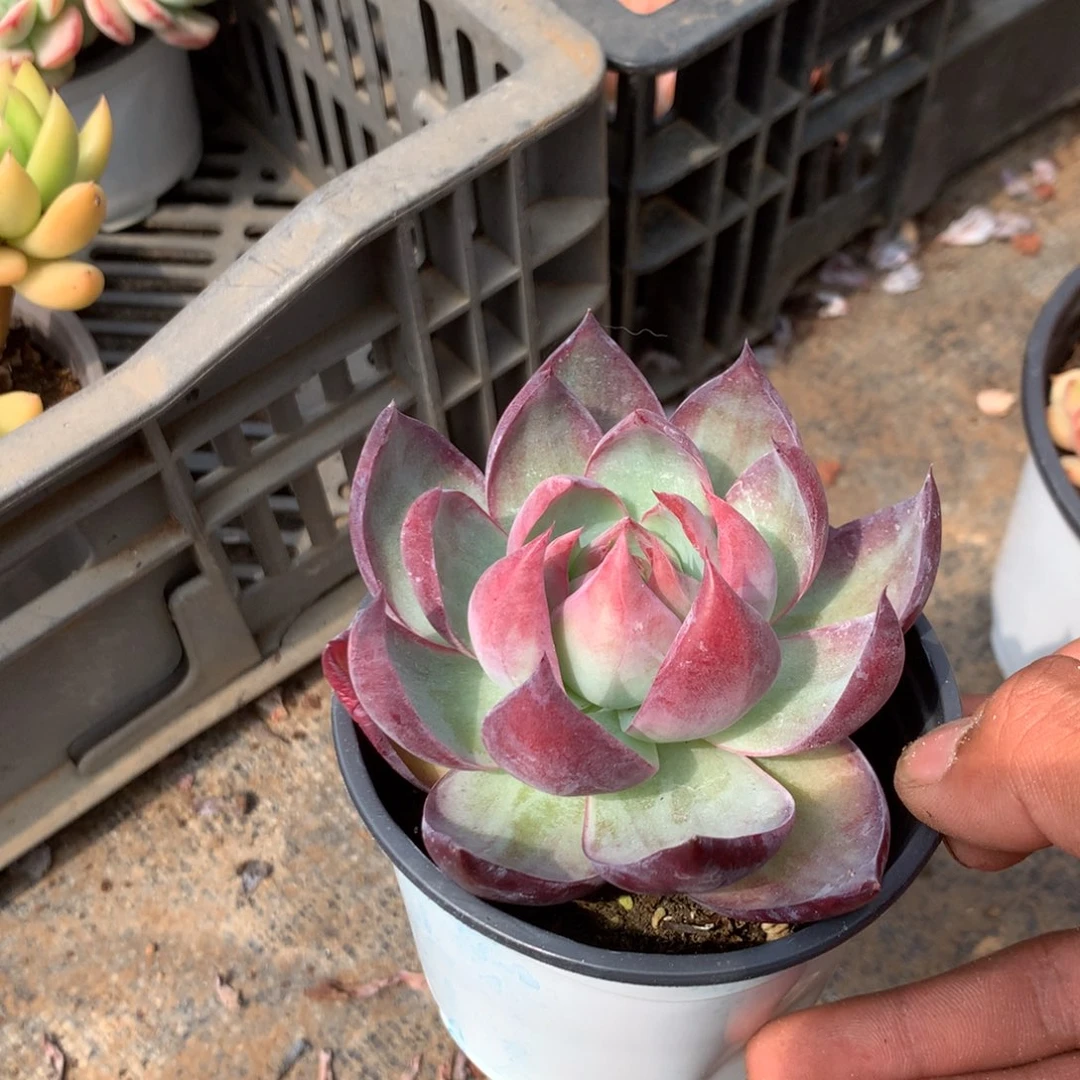 清洁的小细节和细腻细节