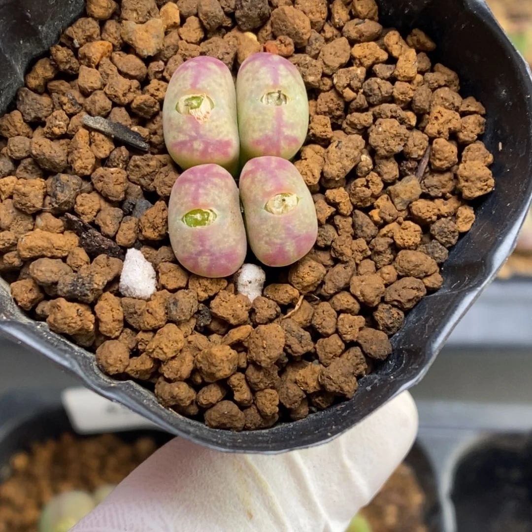 多肉植物肉锥杂交K-4530