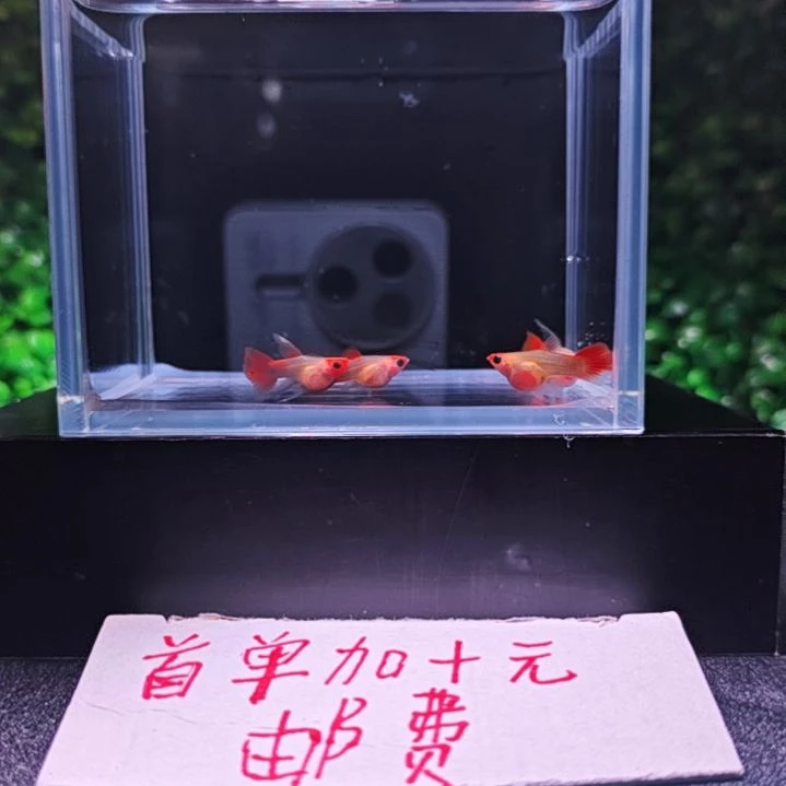 孔雀鱼深海蓝短球c 孔雀鱼 2号