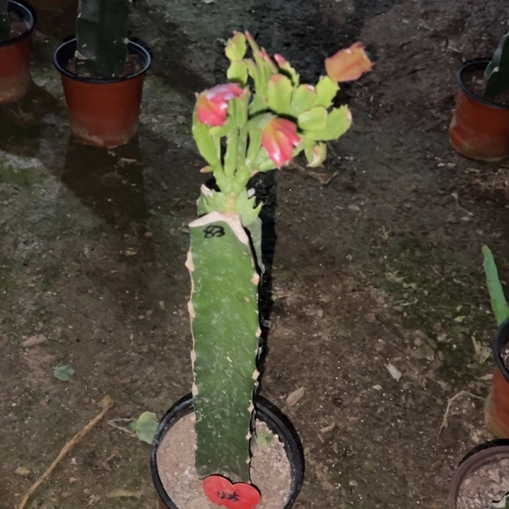 笑***生当前无花栽培后可以开花083  1225