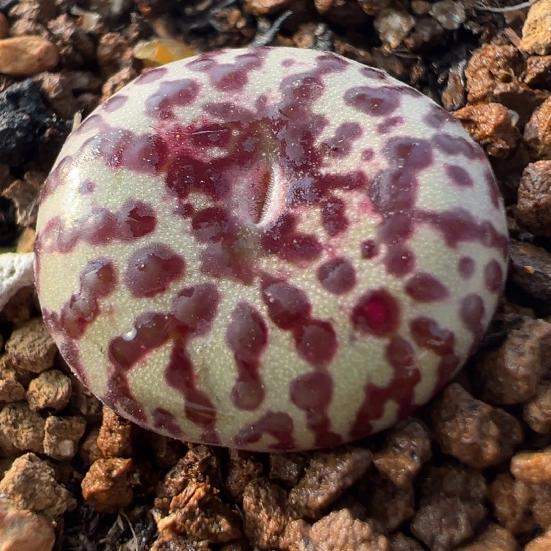 霓虹安贞多肉植物百科