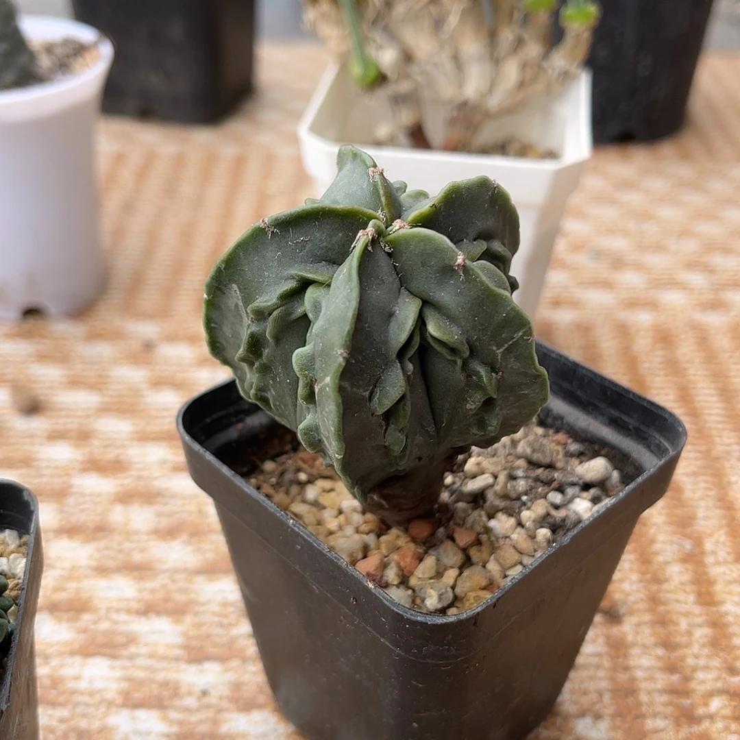 实生核桃鸾凤玉一物一拍