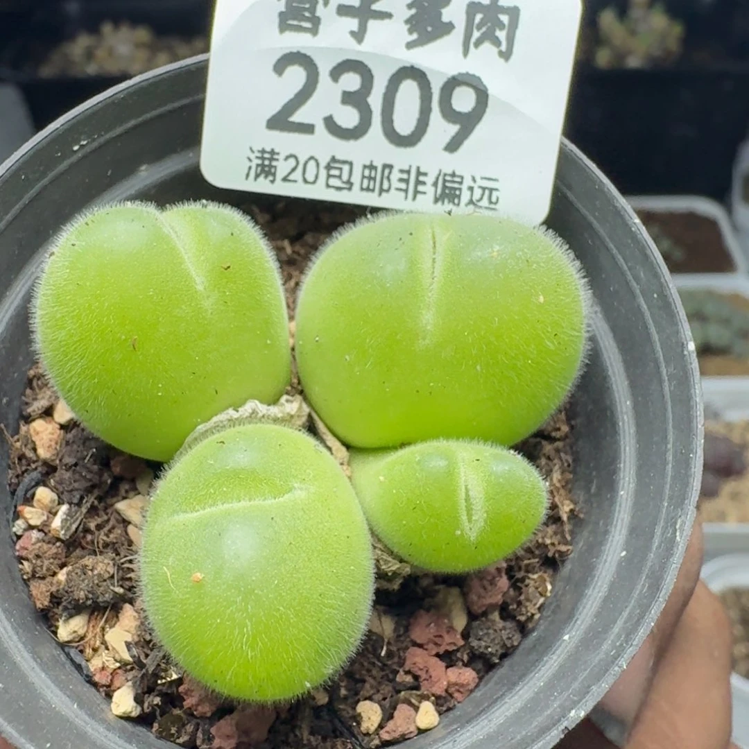 长毛带盆土。