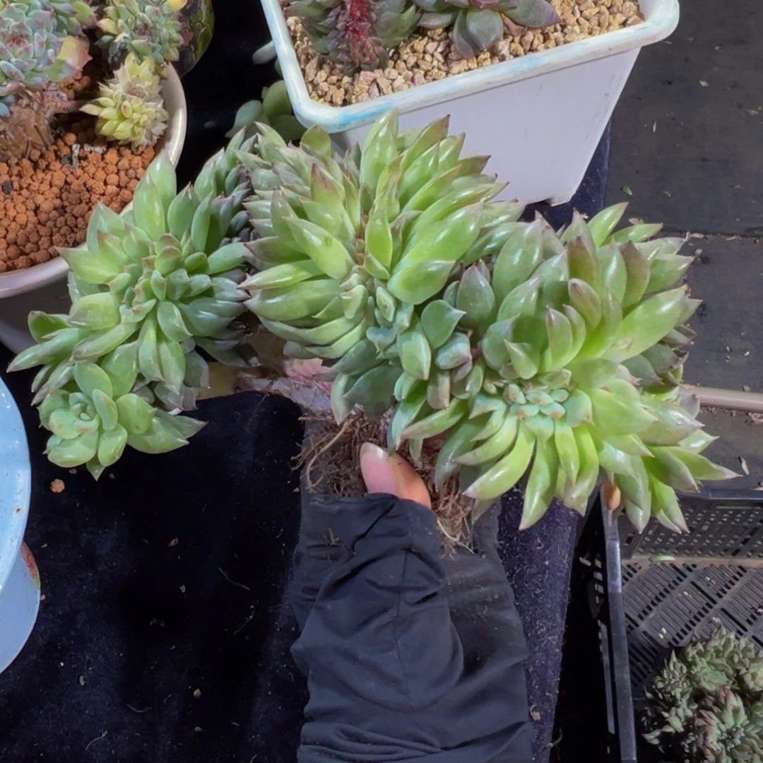 e***e珍妮杂琥珀 天天开心