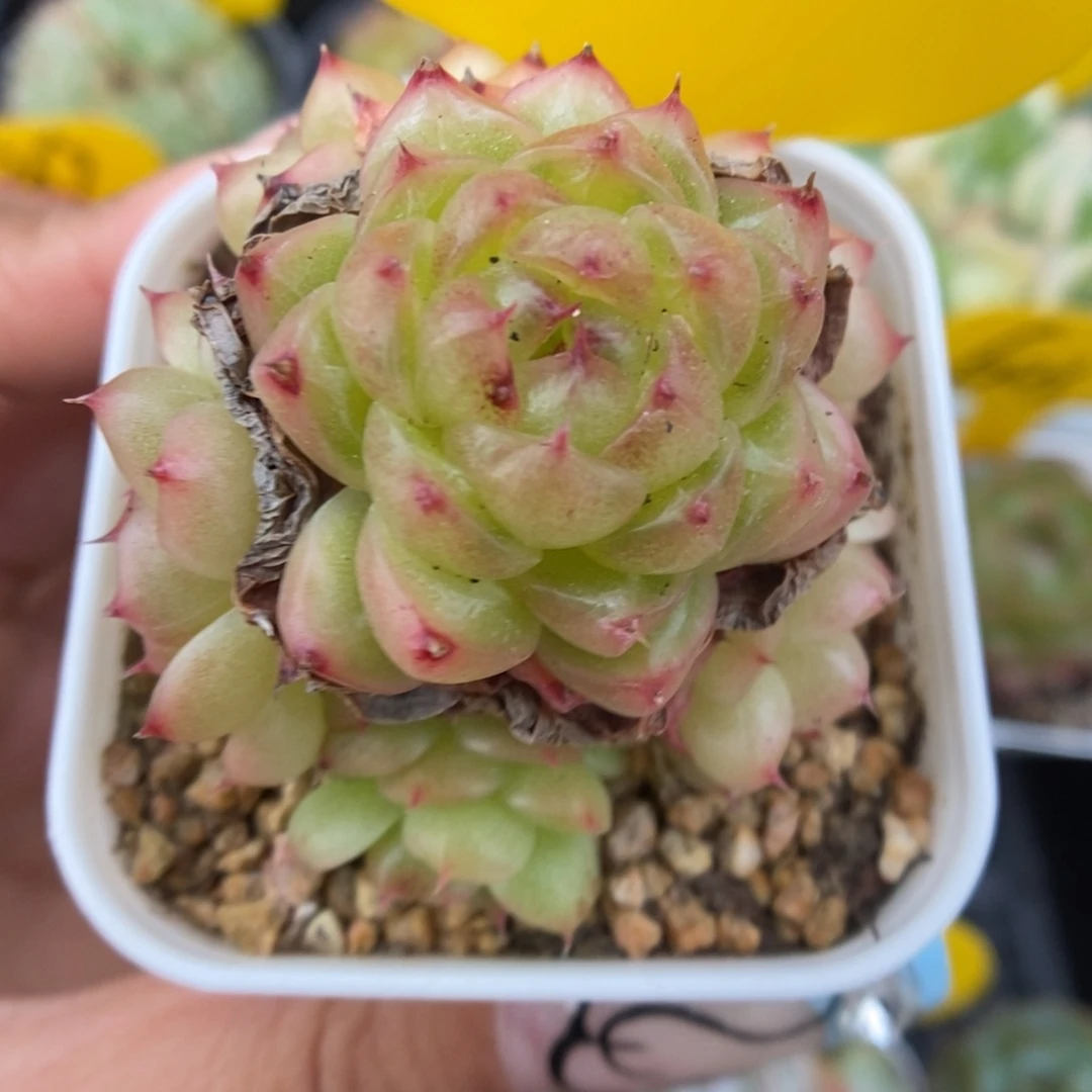 润玉珍妮群生651号。