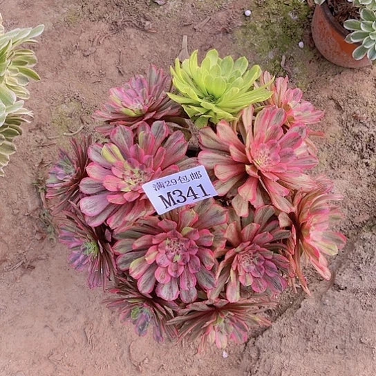 341花脸粉黛多肉植物