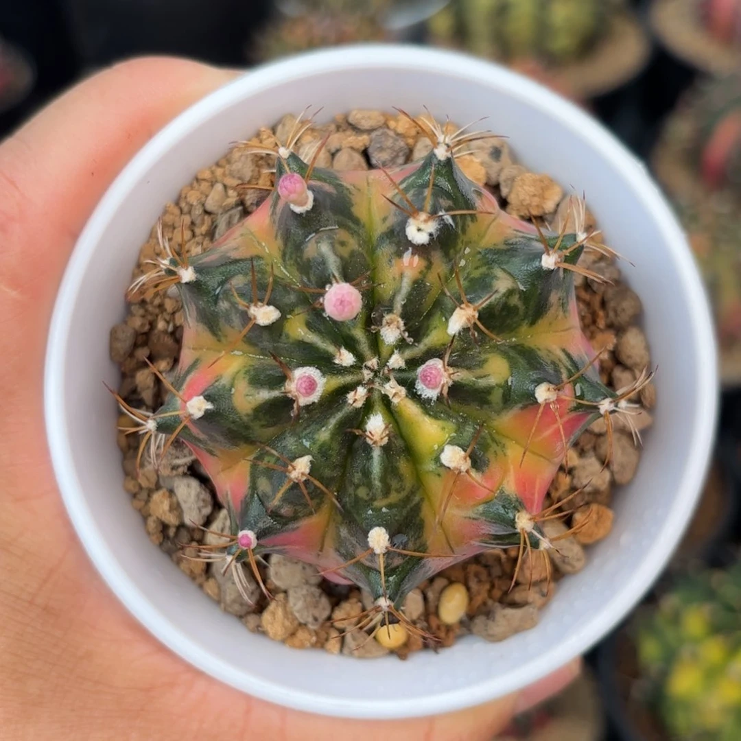 泰系独角兽米哈仙人球8