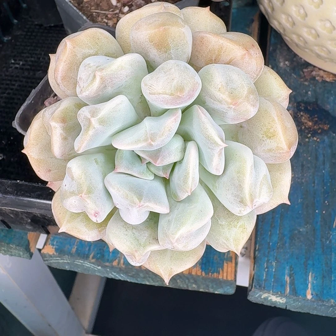 从前慢多肉编号云瑶仙子