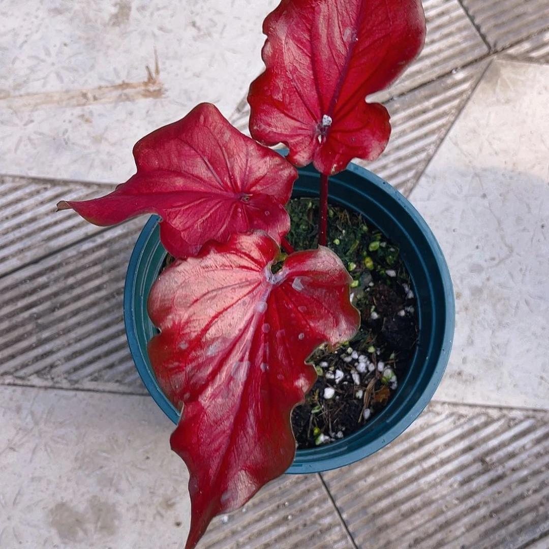 完全开放泰彩一物一拍175