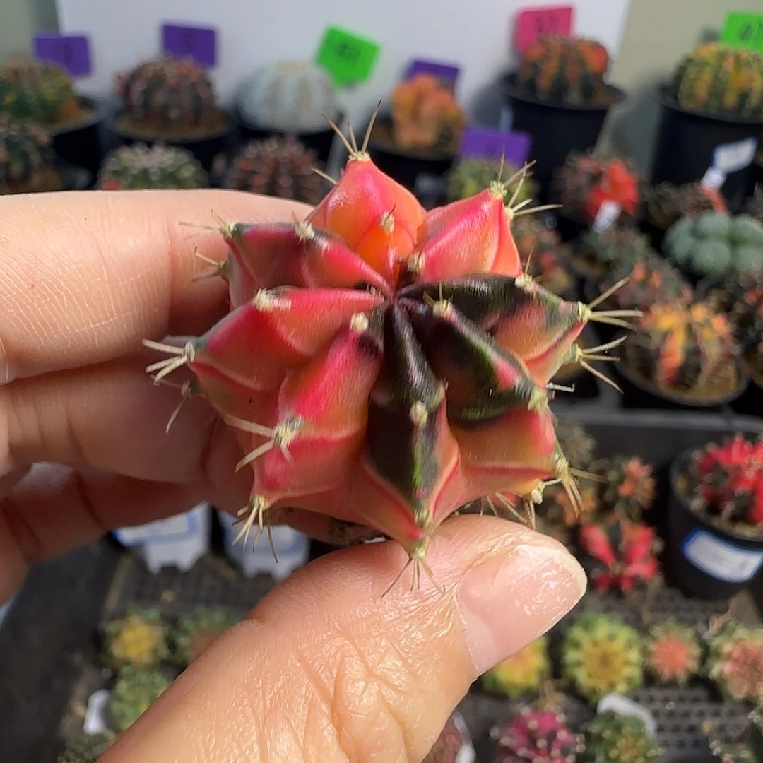 泰系名品侧芽粉粉