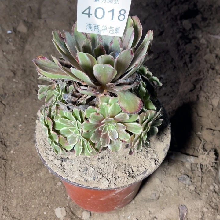 4018紫墨的人多肉的