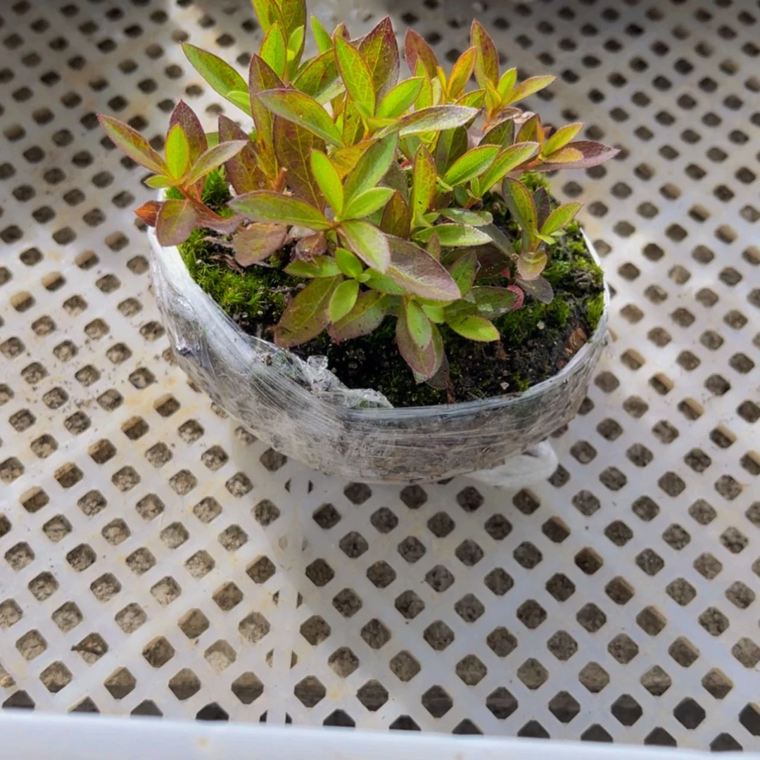 【闪购商品】完全开放7****?