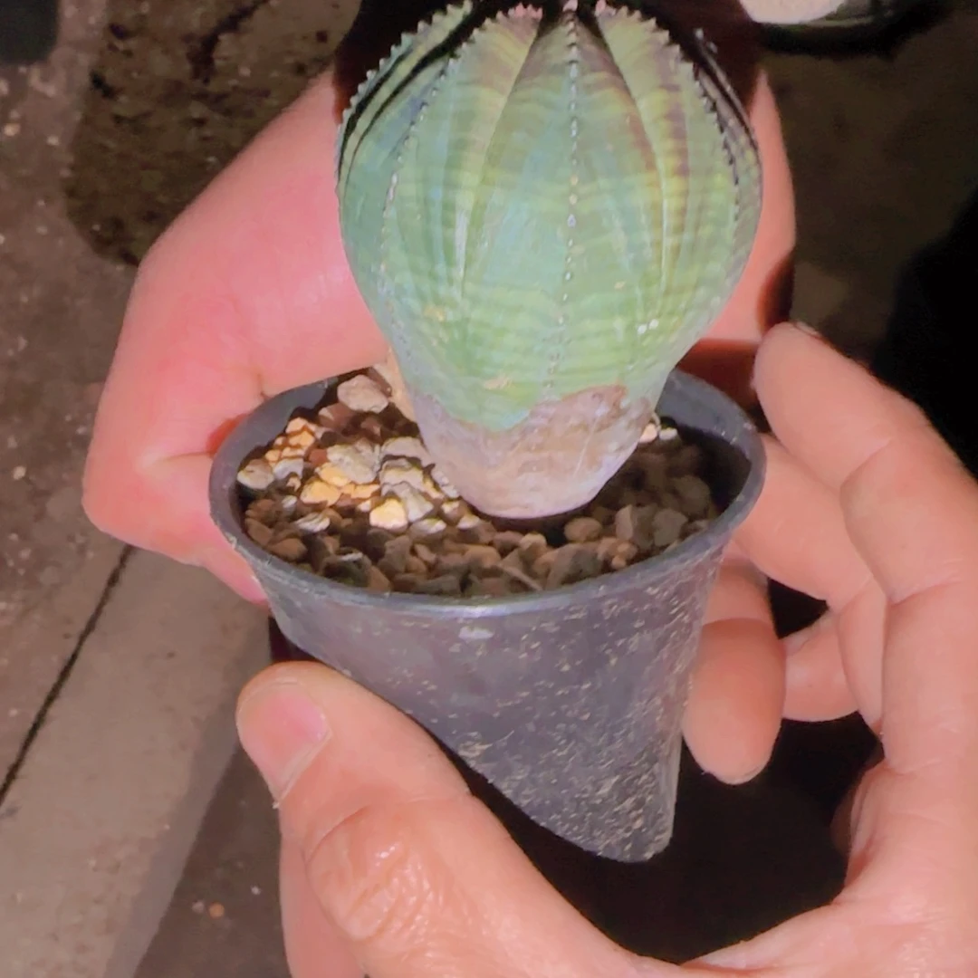 θ块根植物块根植物