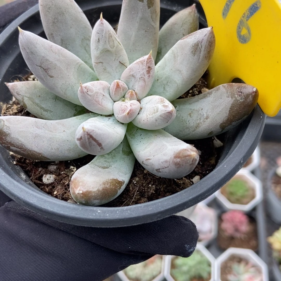 876杜里万多肉植物