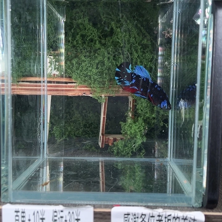 斗鱼活体不退不换谢谢