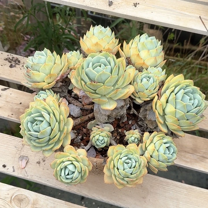 C*M恋曲老桩福利出好养