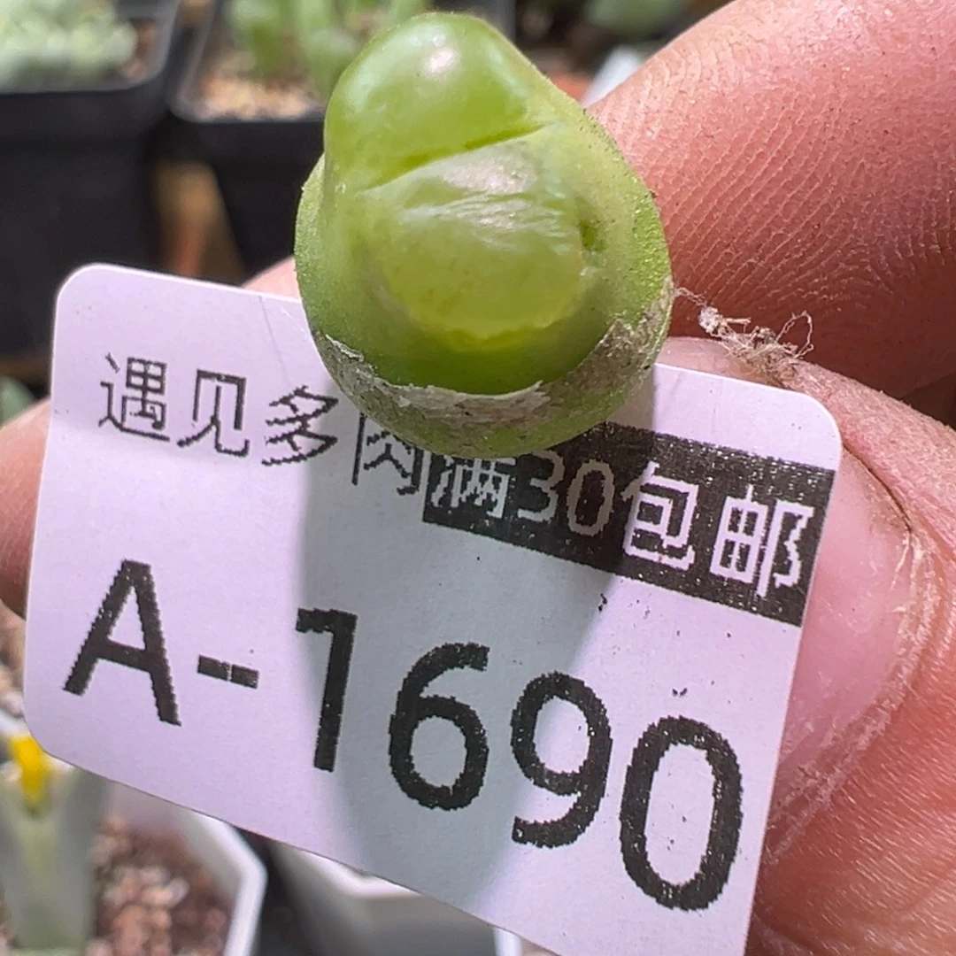 多肉植物11111111111111