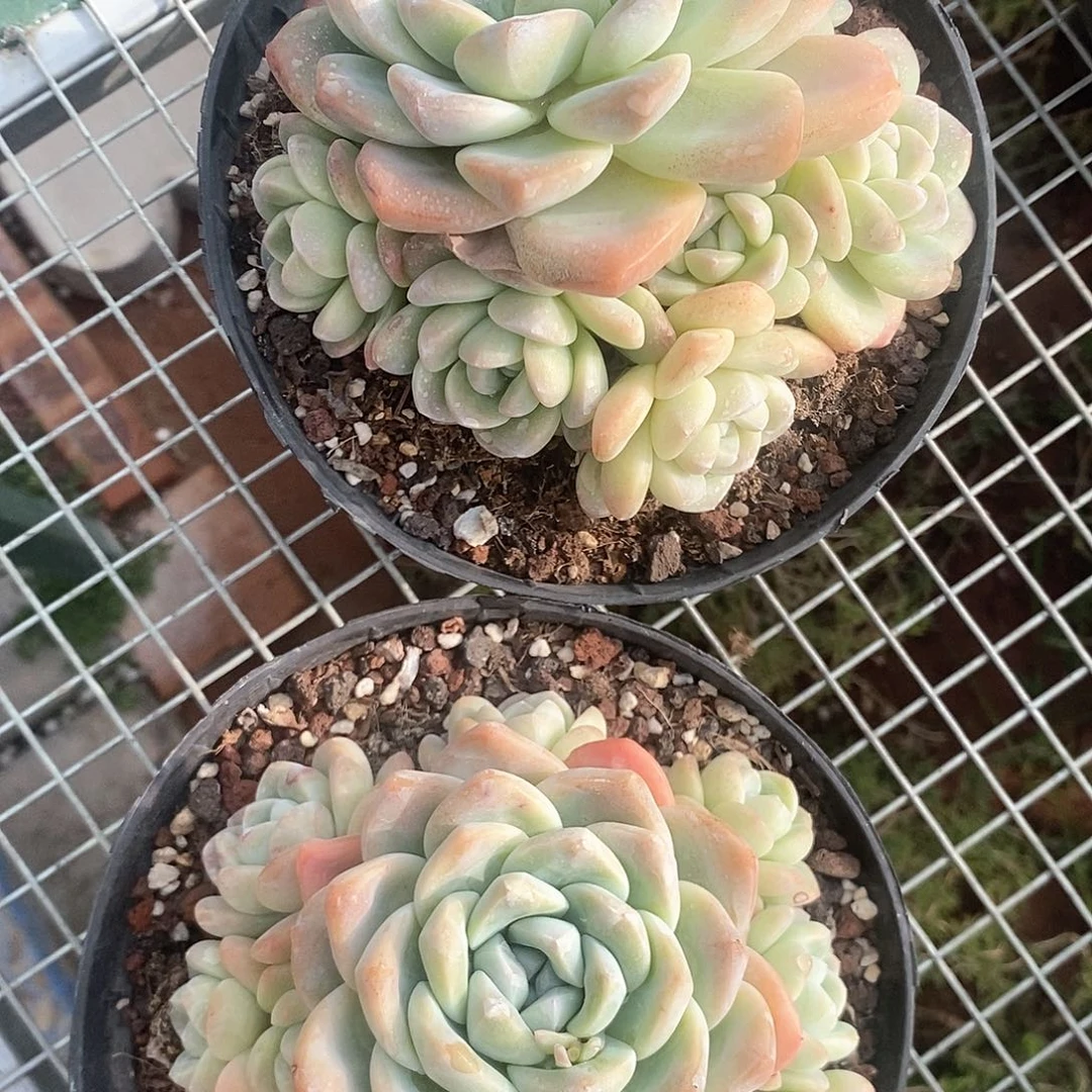 冰玉大2群新疆包邮