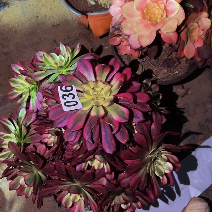 036舞天姬多肉植物处理不售后