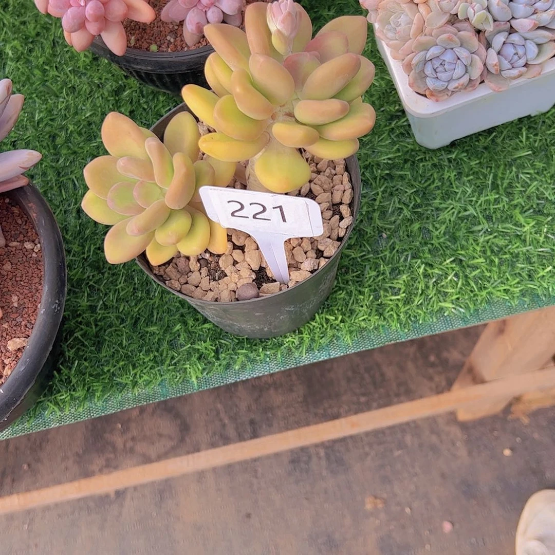 小*子221芒果奶38。。。。