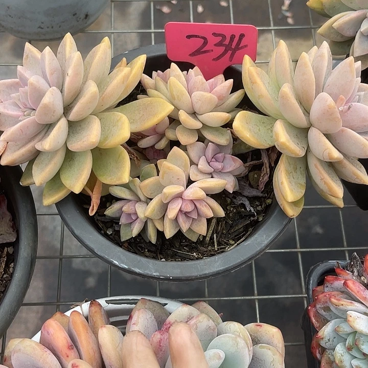 两单包邮，一物一拍234紫雾