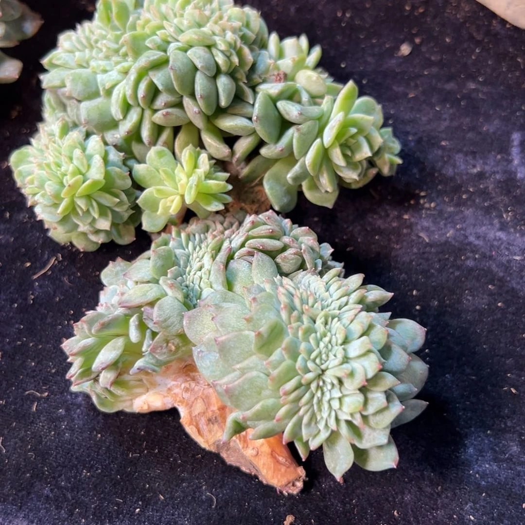 新年快乐 新年快乐 新年快乐