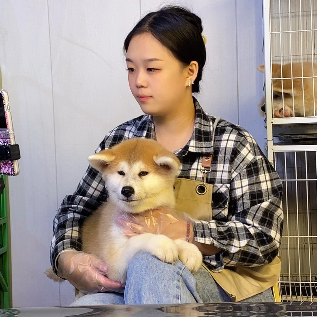 1号秋田母 三个半月 疫苗全