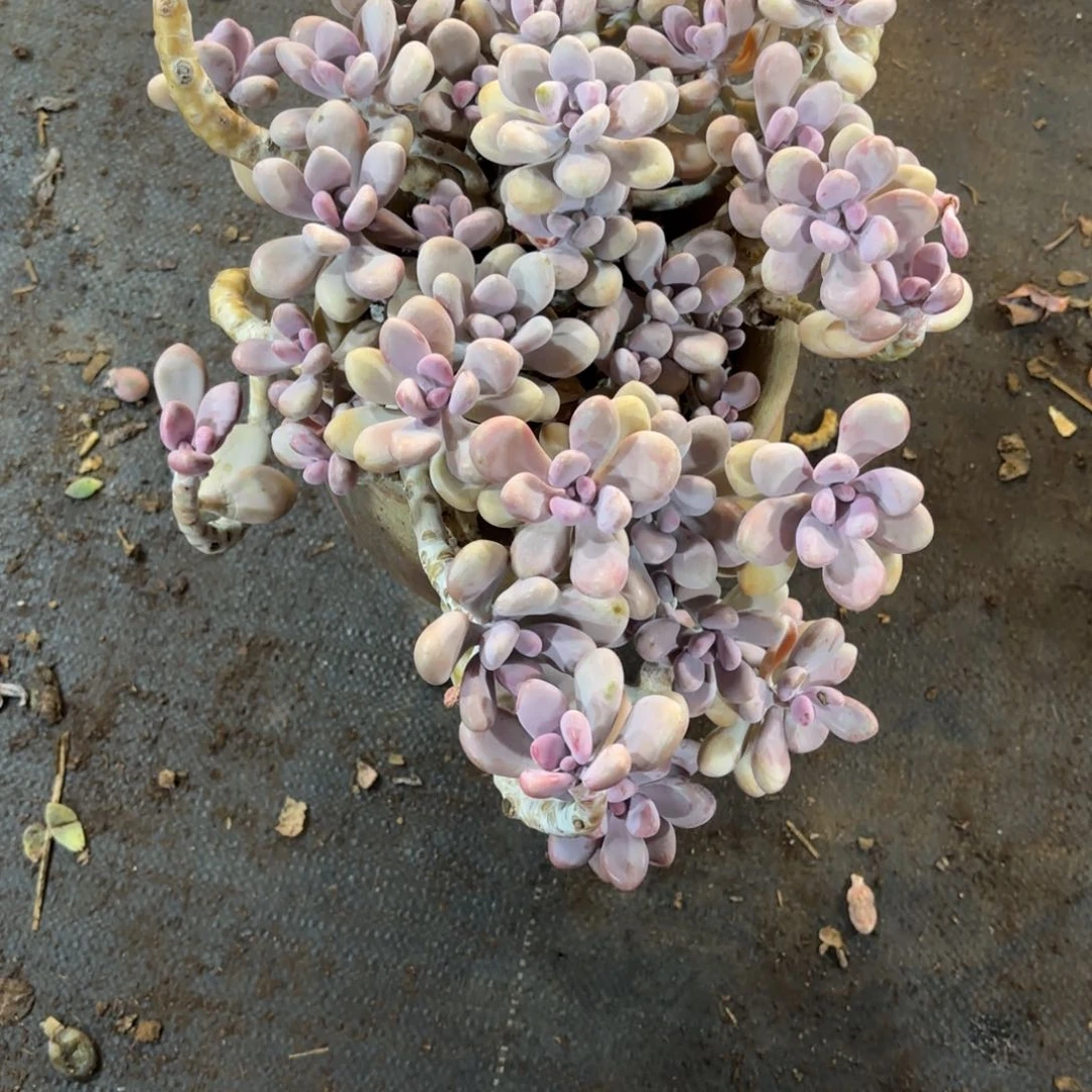 过***烟42号老庄多肉植物