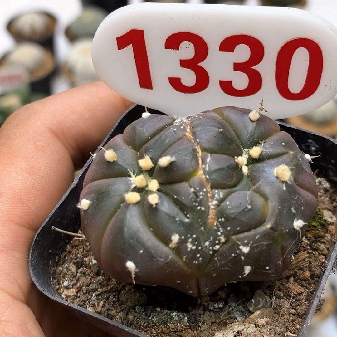 1330特价款特价咯啦