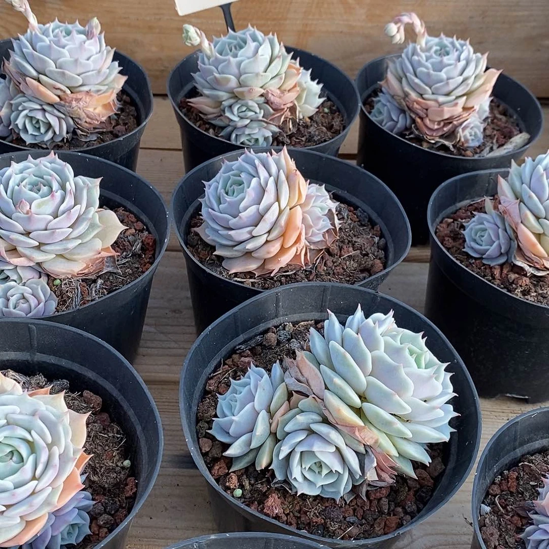 56露娜莲 群生福利多多