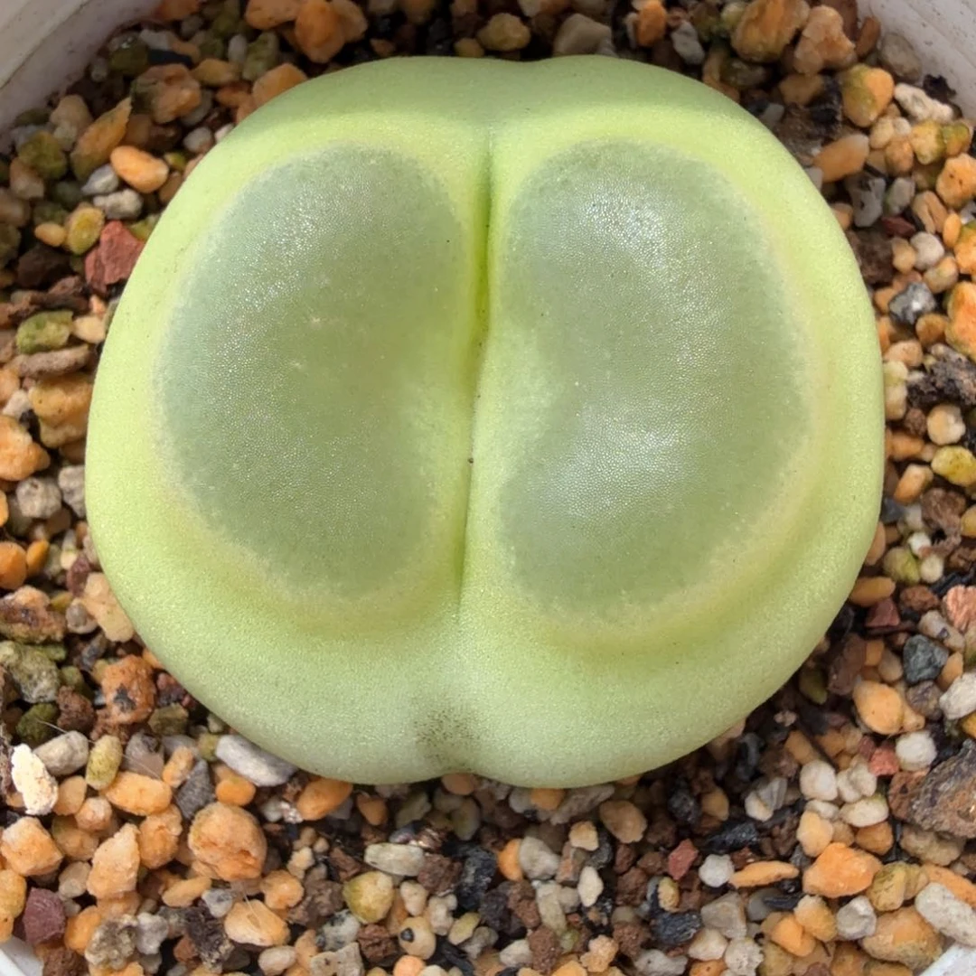 别***貘SH1200 8-24-L7。