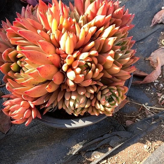 美**美美肉特价活动开始啦