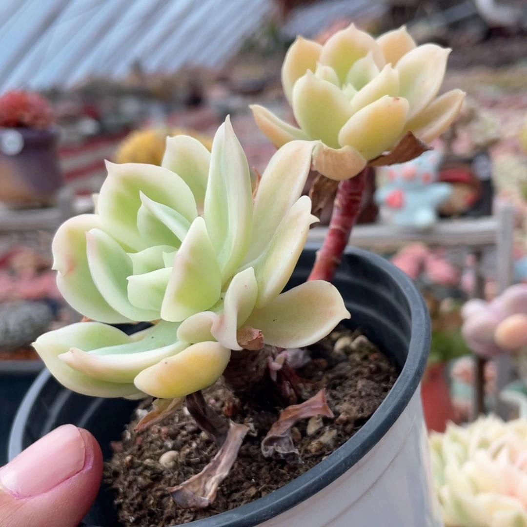 柠檬玫瑰锦多肉植物17.8