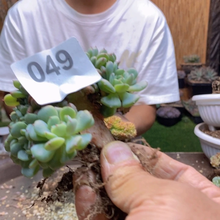 乔***儿49 号白胖子多肉植物