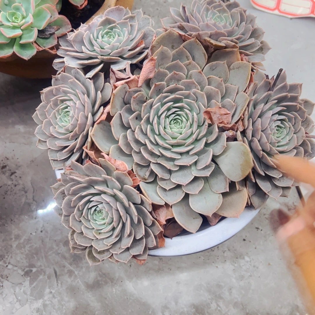 小***間多肉植物组合盆栽