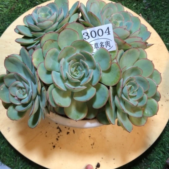 牡丹亭，3004，一物一拍