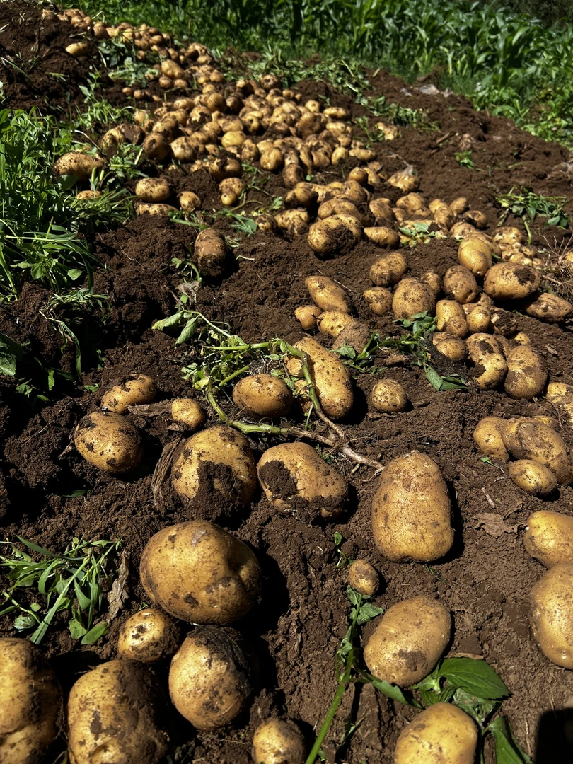 云南曲靖本地黄皮黄心老品种米拉洋芋，土豆马铃薯，现挖现发，