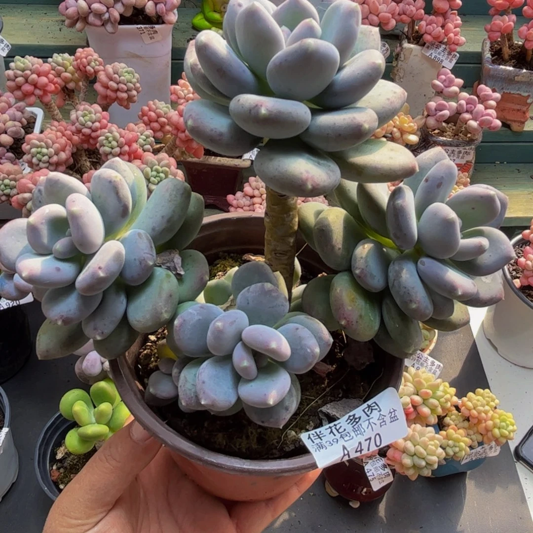 470咖啡美人13cmdr