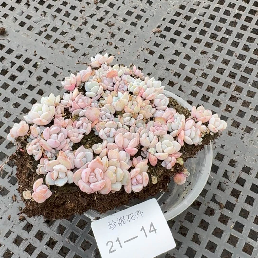 奶盖切糕小苗一盒量拍21-14