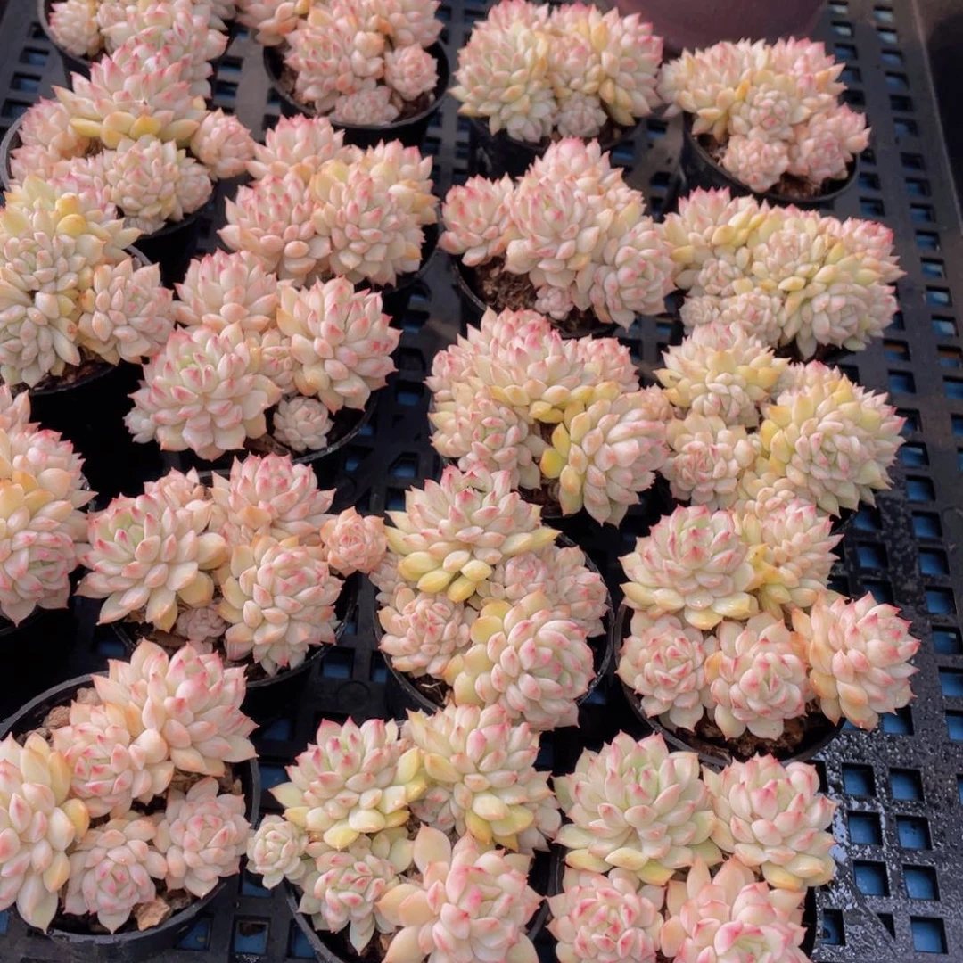 量拍53号白体小乔群生两个