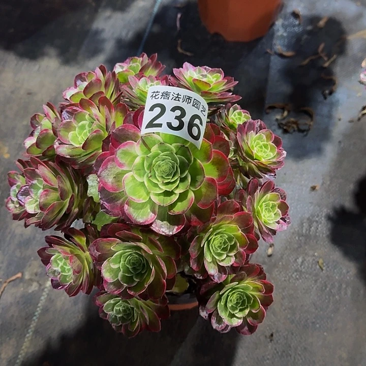 红陶万花筒23600