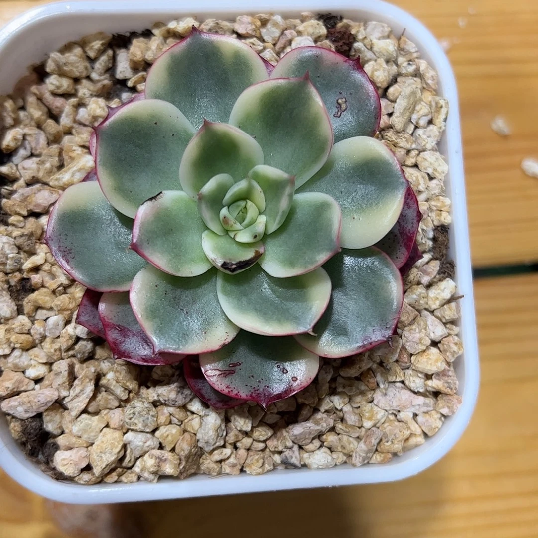 斗牛士锦 婕宝一物一拍