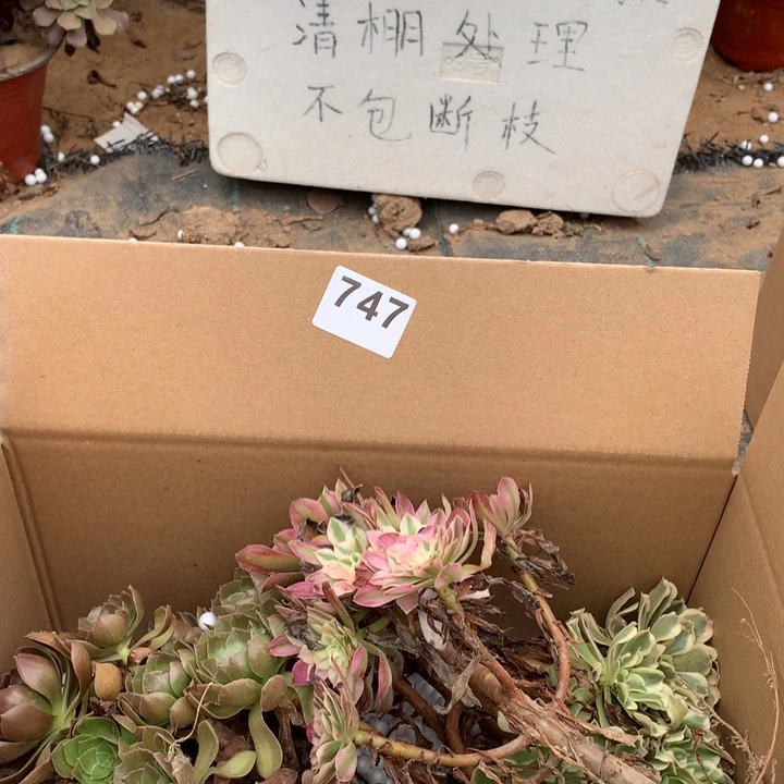 747三颗法师多肉
